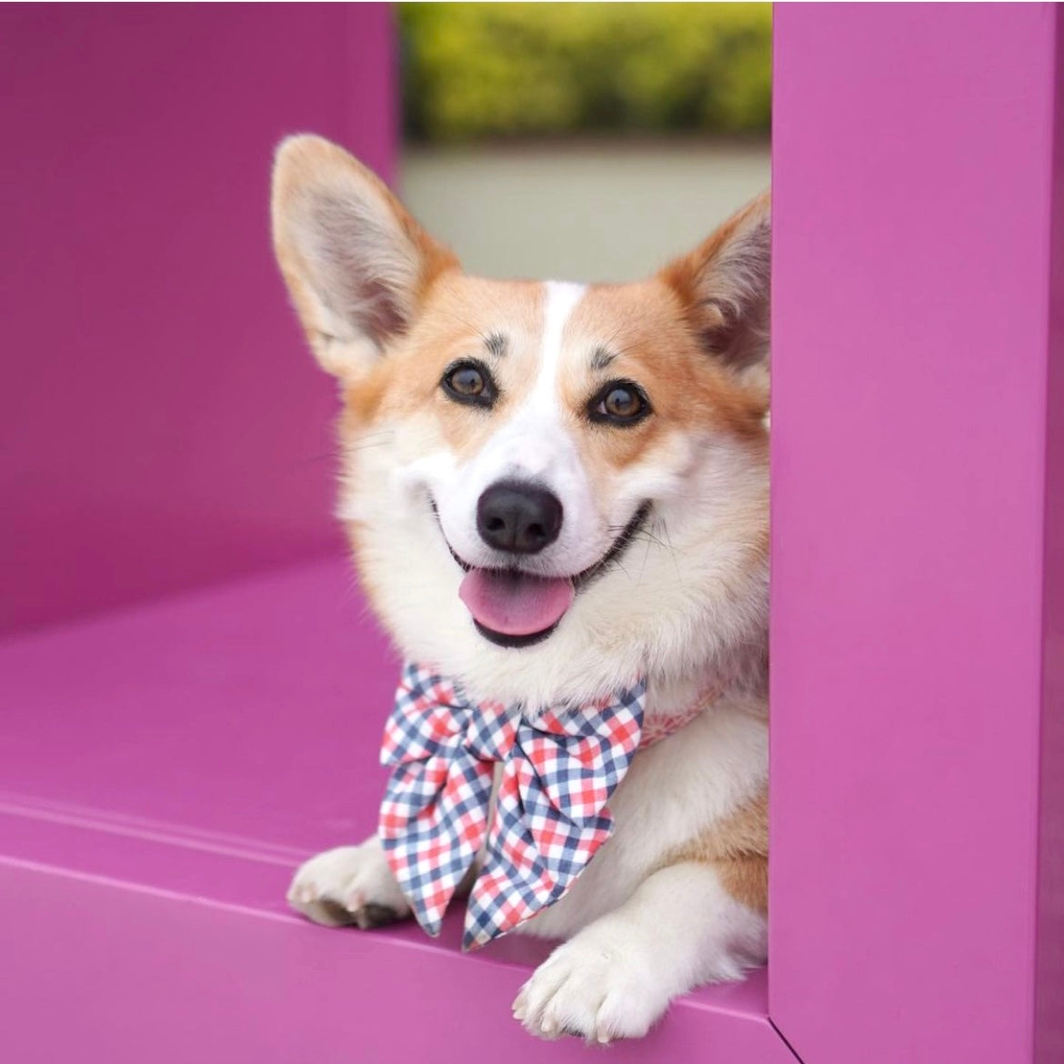 NEW YORK - DOG COLLAR