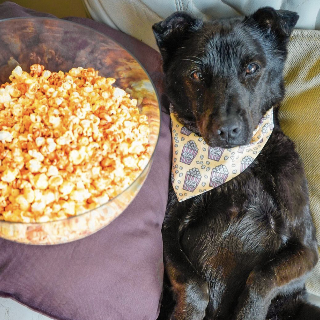 MOVIE NIGHT - BANDANA