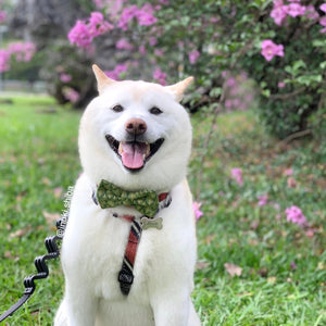 SPRUCE - Dog Collar 2.5cm Large // READY TO SHIP