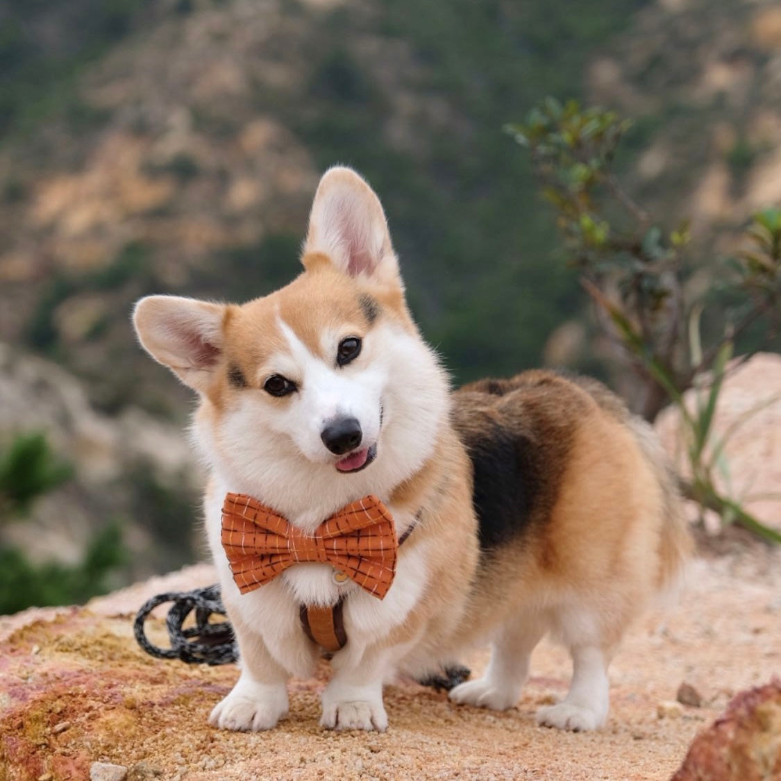 OWEN - Bowtie Standard & Large // READY TO SHIP