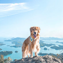 SUMMIT - DOG COLLAR