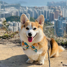 SUMMIT - DOG COLLAR