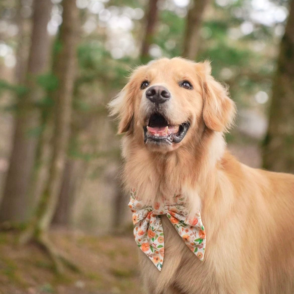 APRICOT POPPY - BANDANA