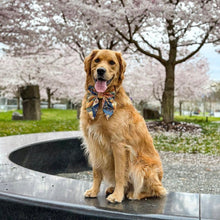 MIYAKO BLUE - DOG COLLAR