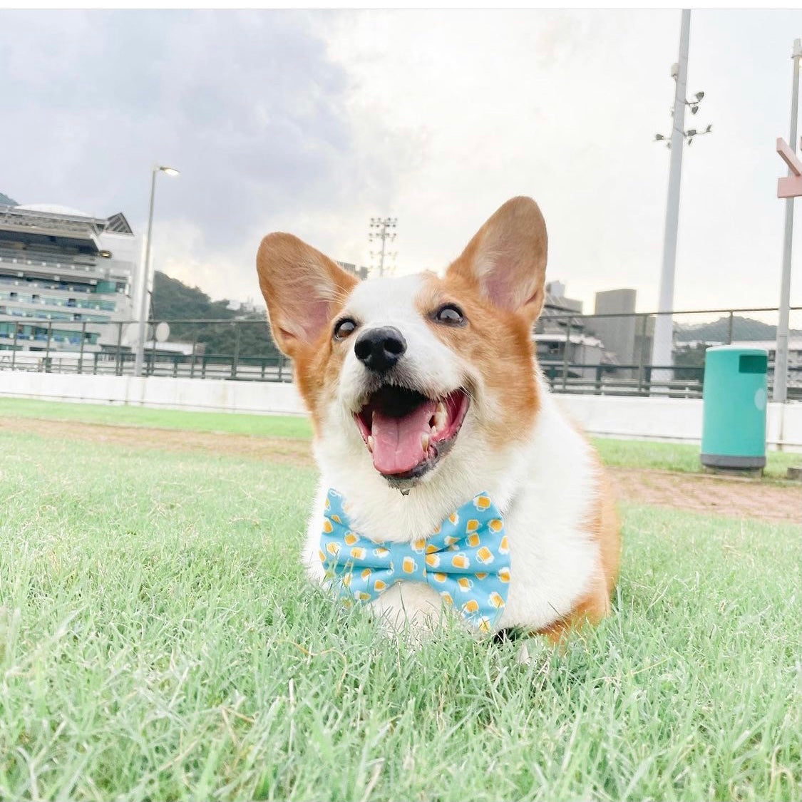 CHEERS - DOG COLLAR