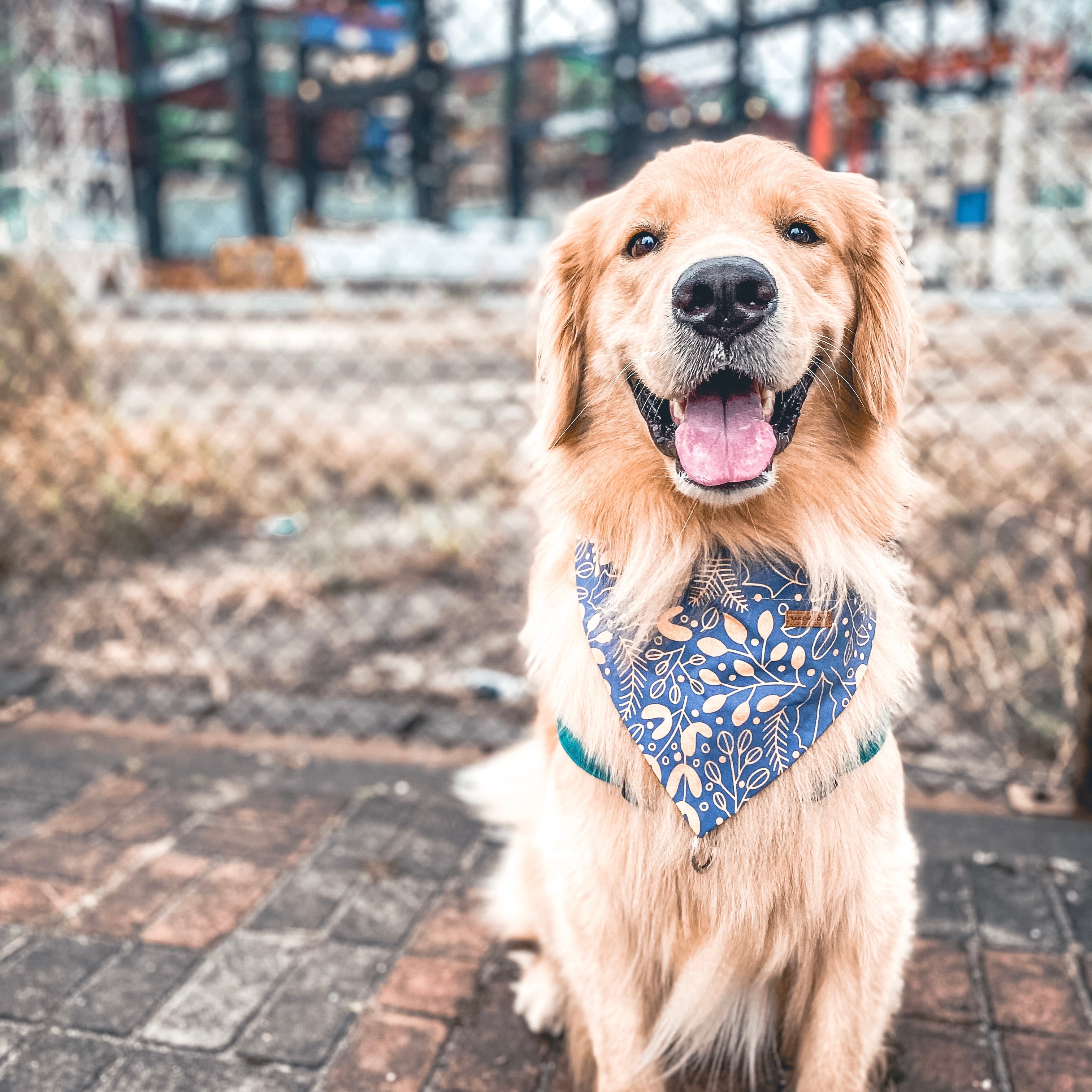 GOLDEN LEAF - BANDANA