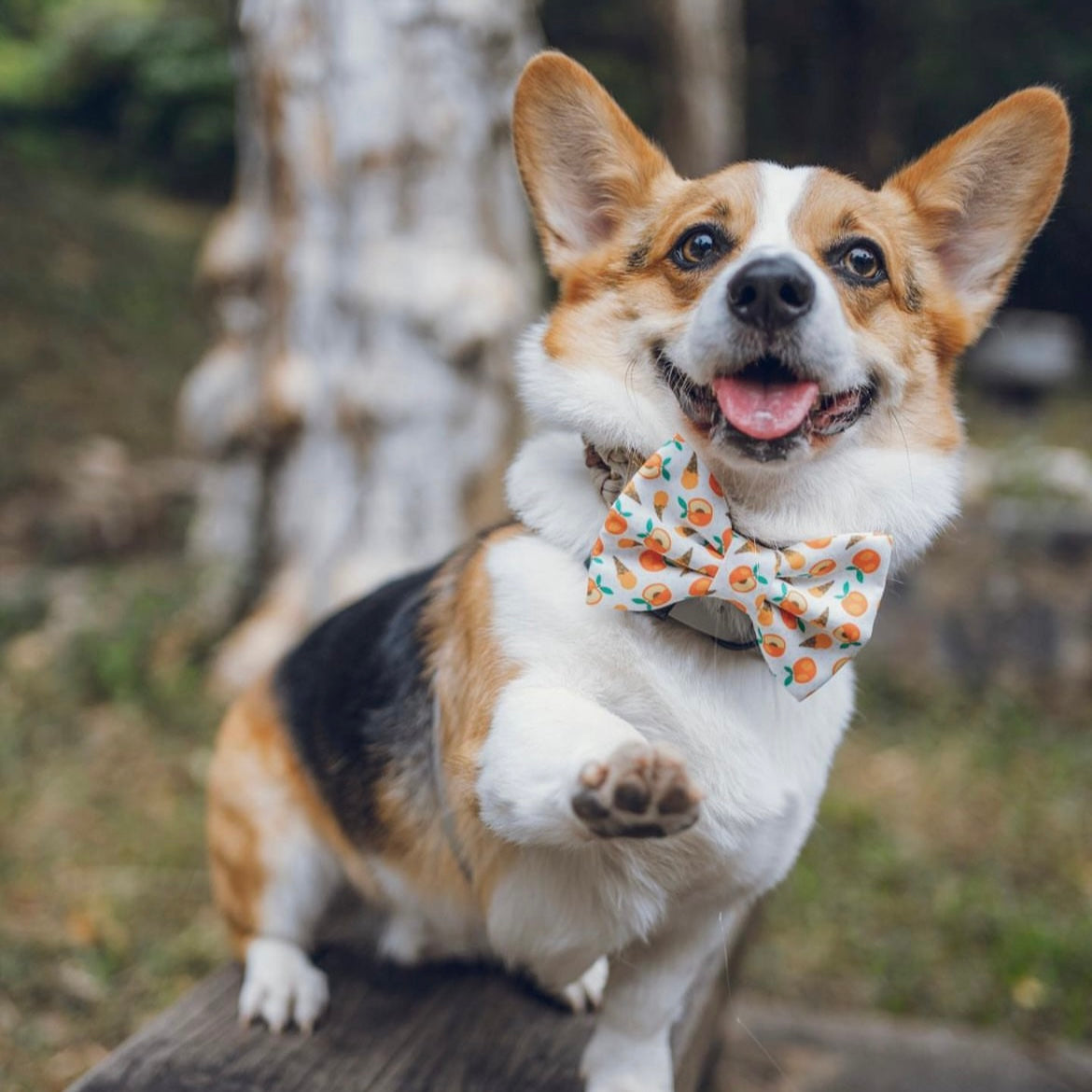 PEACHY CONE - BANDANA