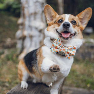 PEACHY CONE - Bowtie Large // READY TO SHIP