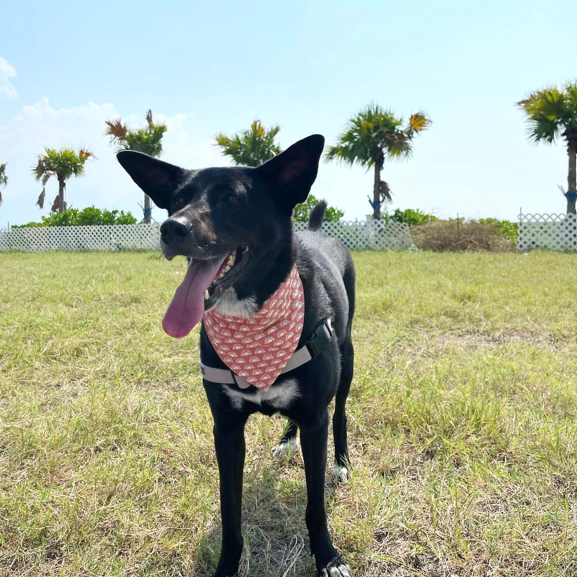 BOHO SUNRISE - DOG COLLAR