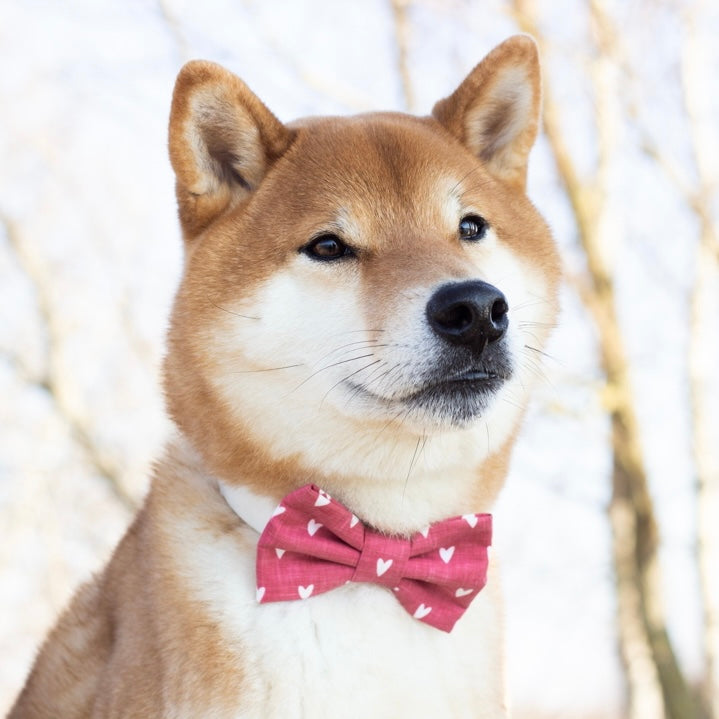 MILLIE HEARTS - Bowtie XL // READY TO SHIP