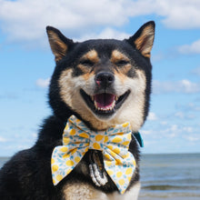 LIMONCELLO - DOG COLLAR