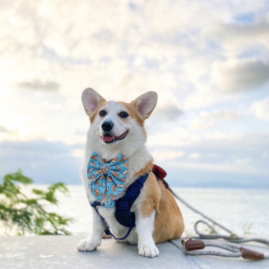 CORGI PLAYDATE - BANDANA