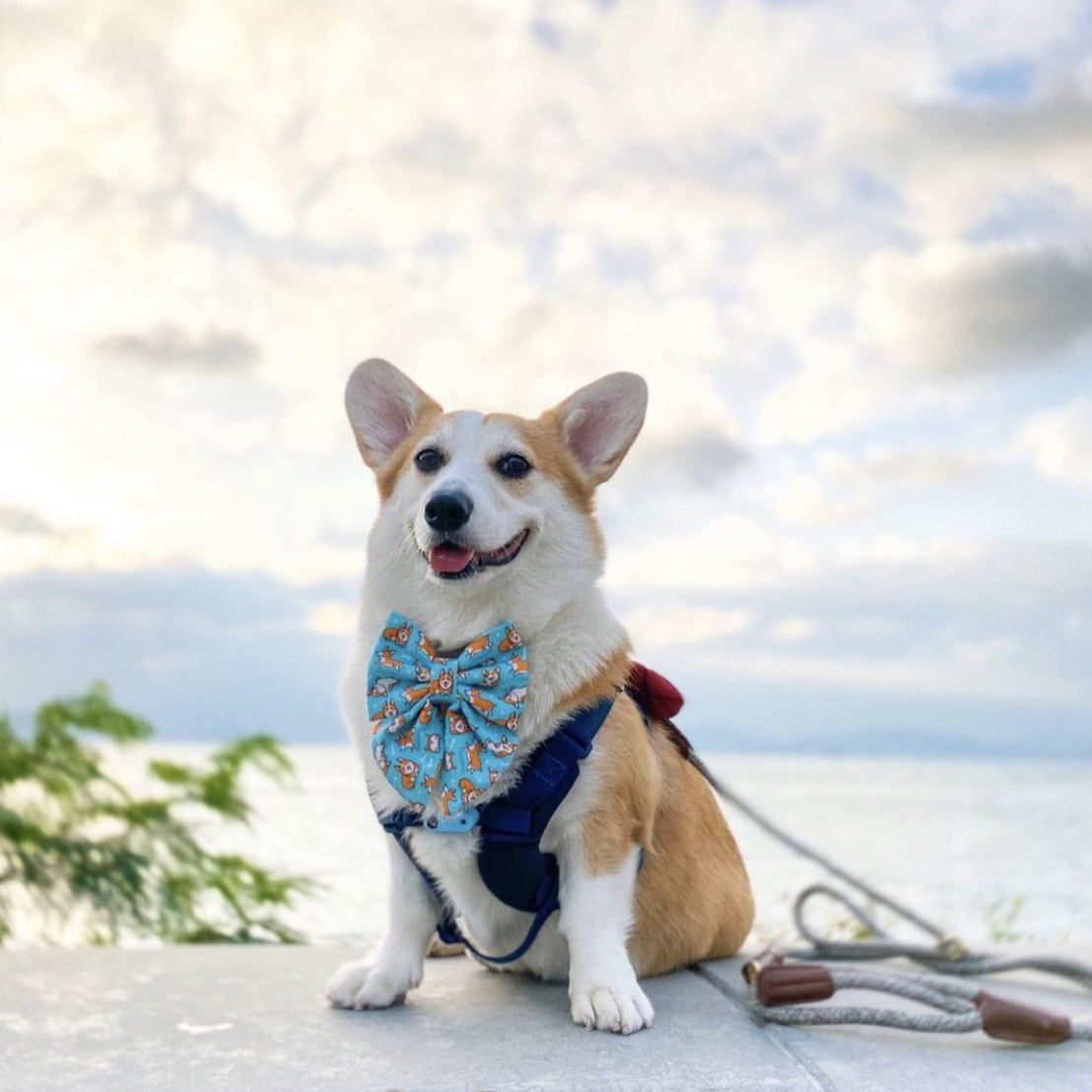 CORGI PLAYDATE - SAILOR BOW