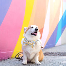 LIMONCELLO - DOG COLLAR